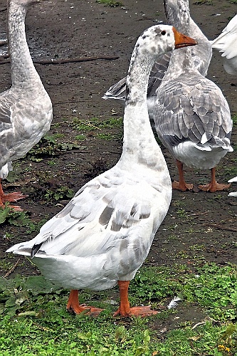 geraard (39)